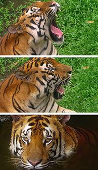 四虎最新877国产AR视频,沉浸式体验，国产AR视频带你领略全新视觉盛宴