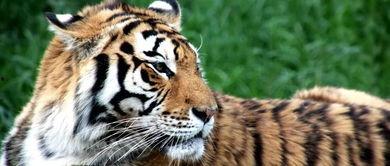 国产老虎最后的结局视频,最后的结局视频揭秘